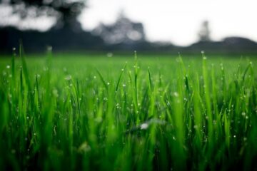 Grounds & Exterior Maintenance